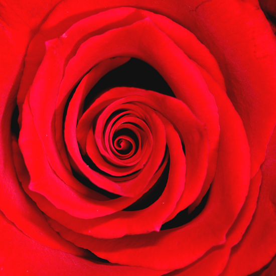 Red Rose 1 Print# 8010E