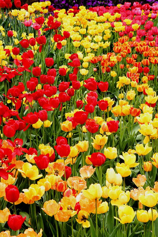 Tulips Print# 8017E