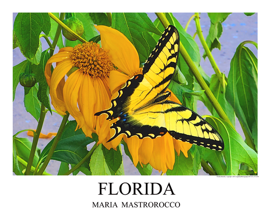 Florida Buterfly Print# 9611