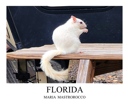 Florida white Print# 9613